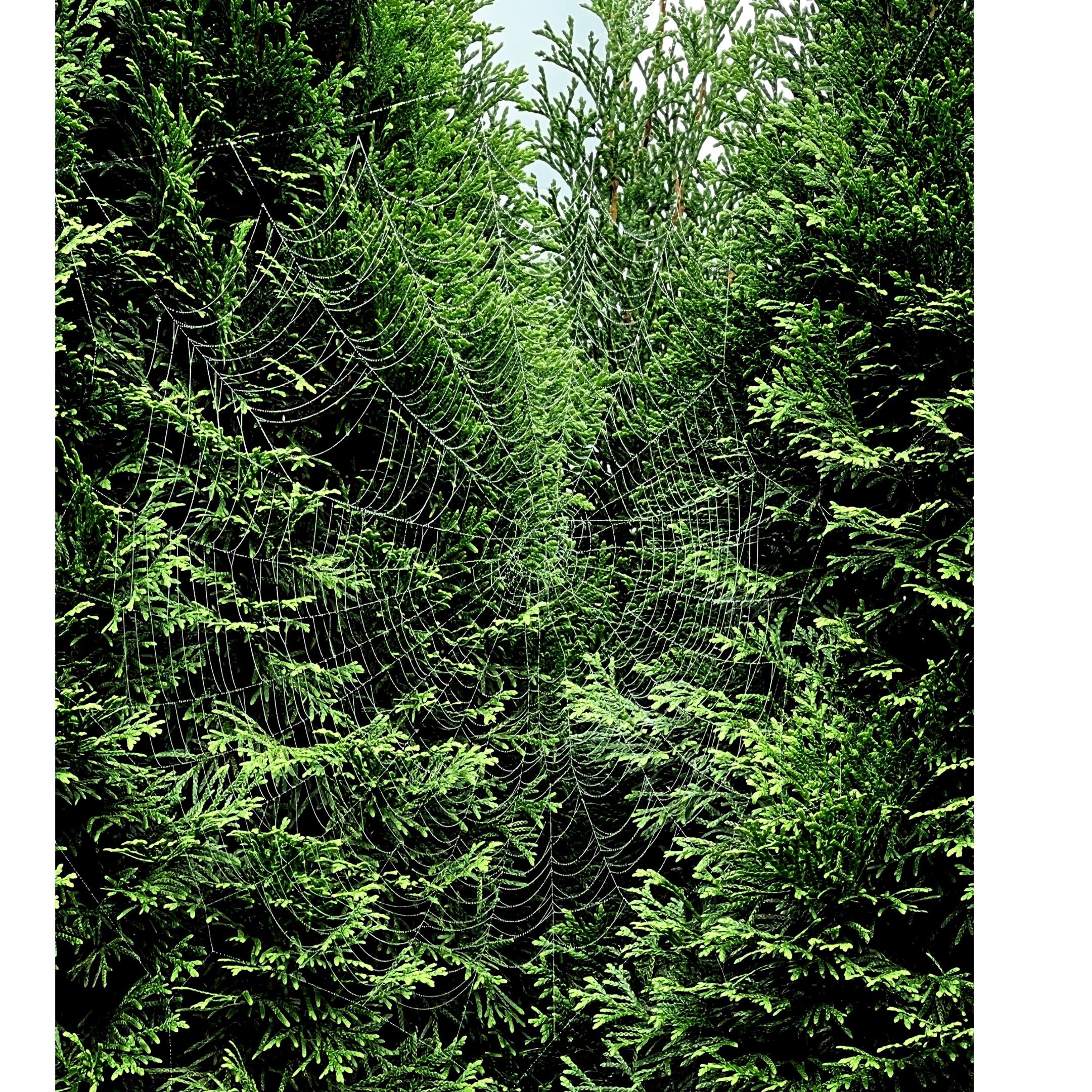 Netz Hecke