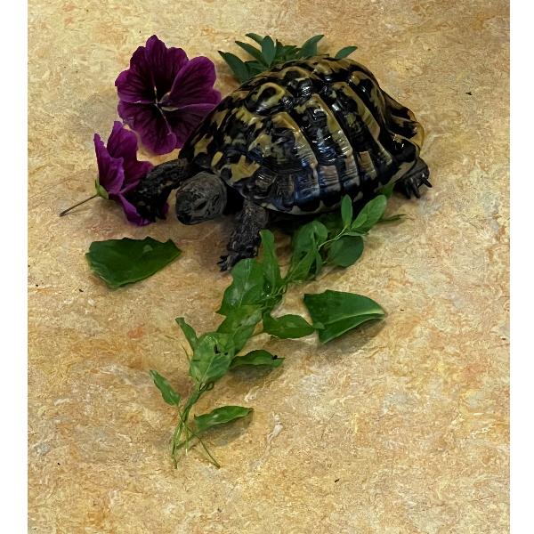 Schildkröte 1