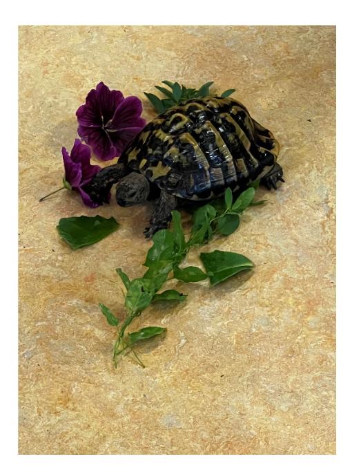 Schildkröte 1