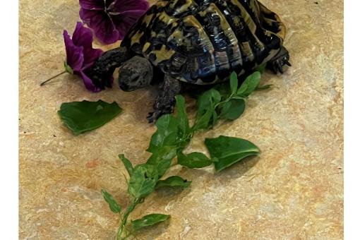 Schildkröte 1